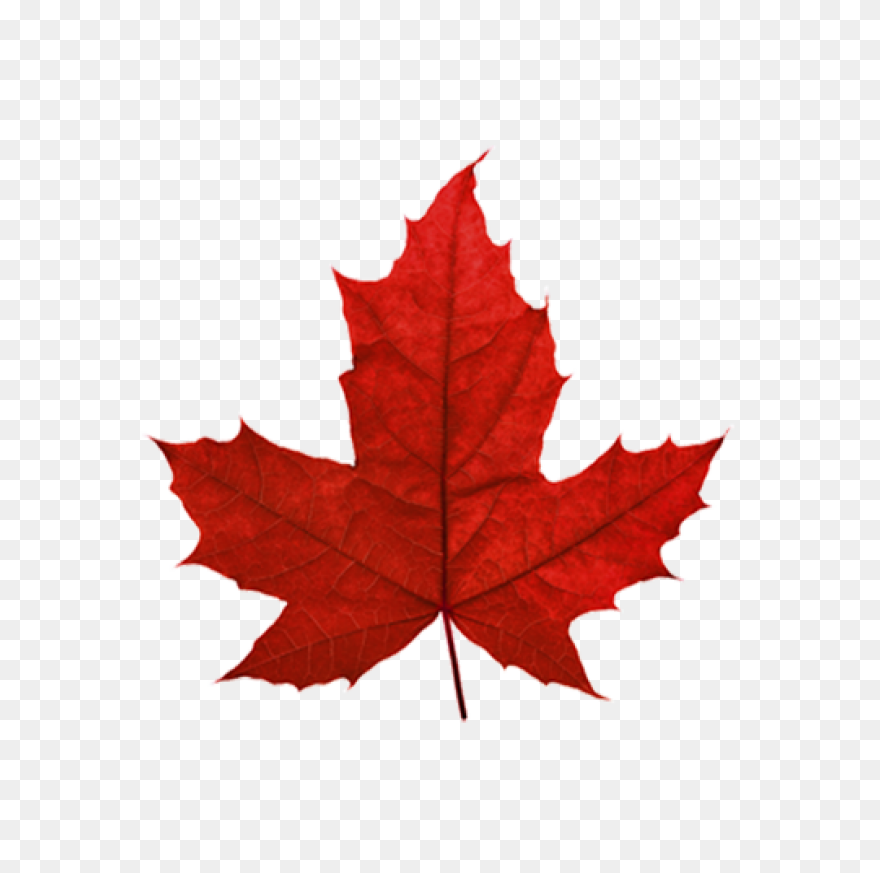 Maple Leaf Blue Clipart Maple Leaf 