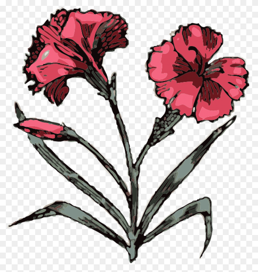 Carnation Flower Clipart. Free Down