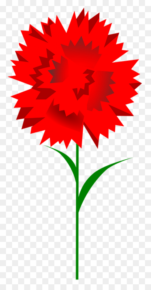 Carnation Flower Red Free Vector - Carnation