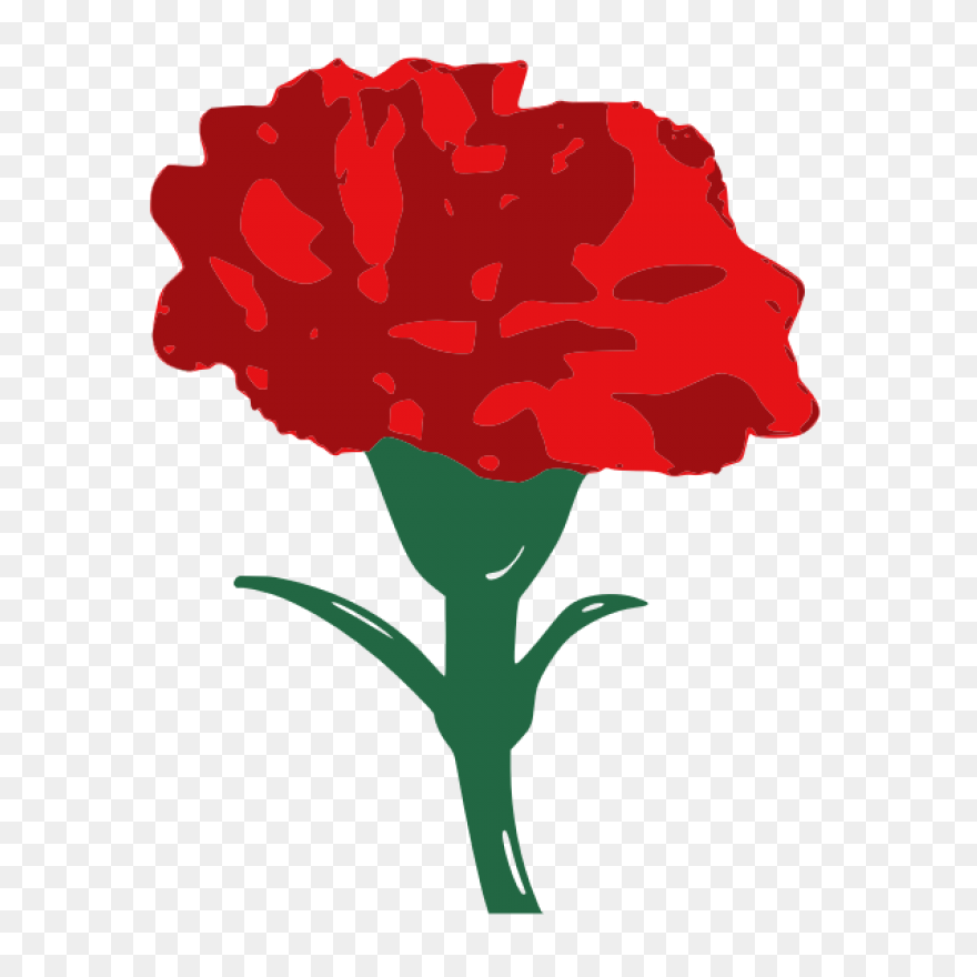 Carnation Flower Clipart. Free Down