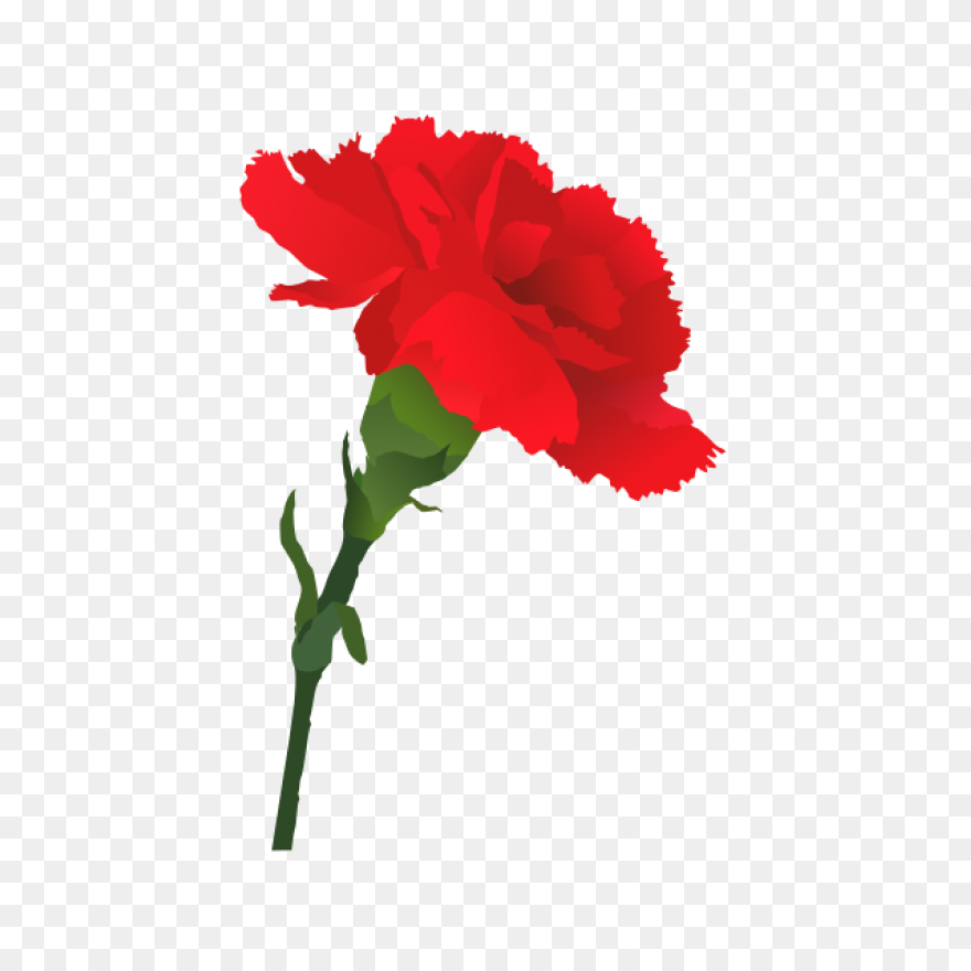 Carnation Flower Clipart. Free Down
