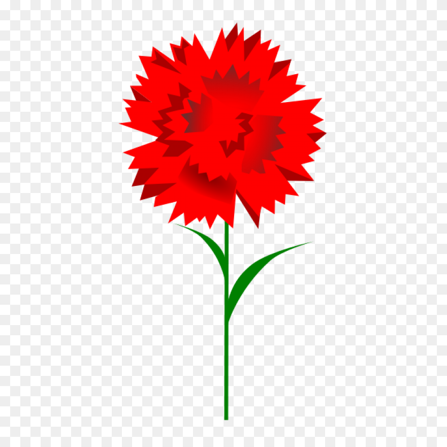 Carnation Flower Clipart. Free Down