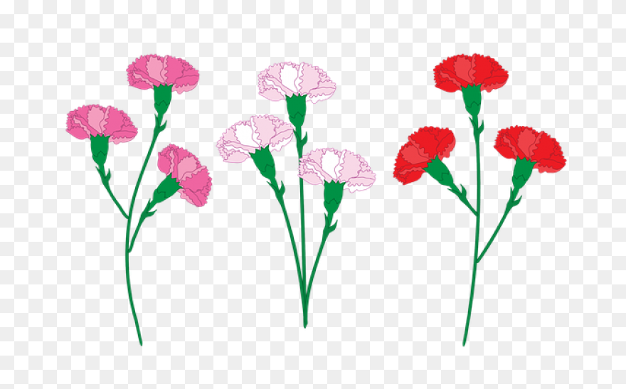 Carnation Flower Clipart. Free Down