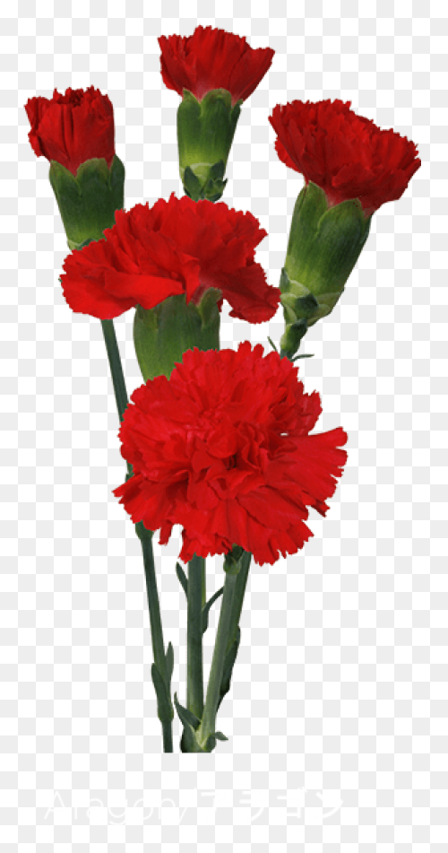 Carnation Flower Clipart. Free Down