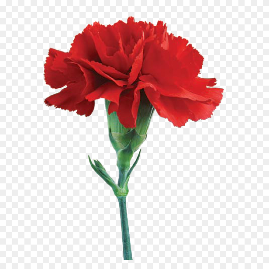 Carnation Flower Clipart. Free Down