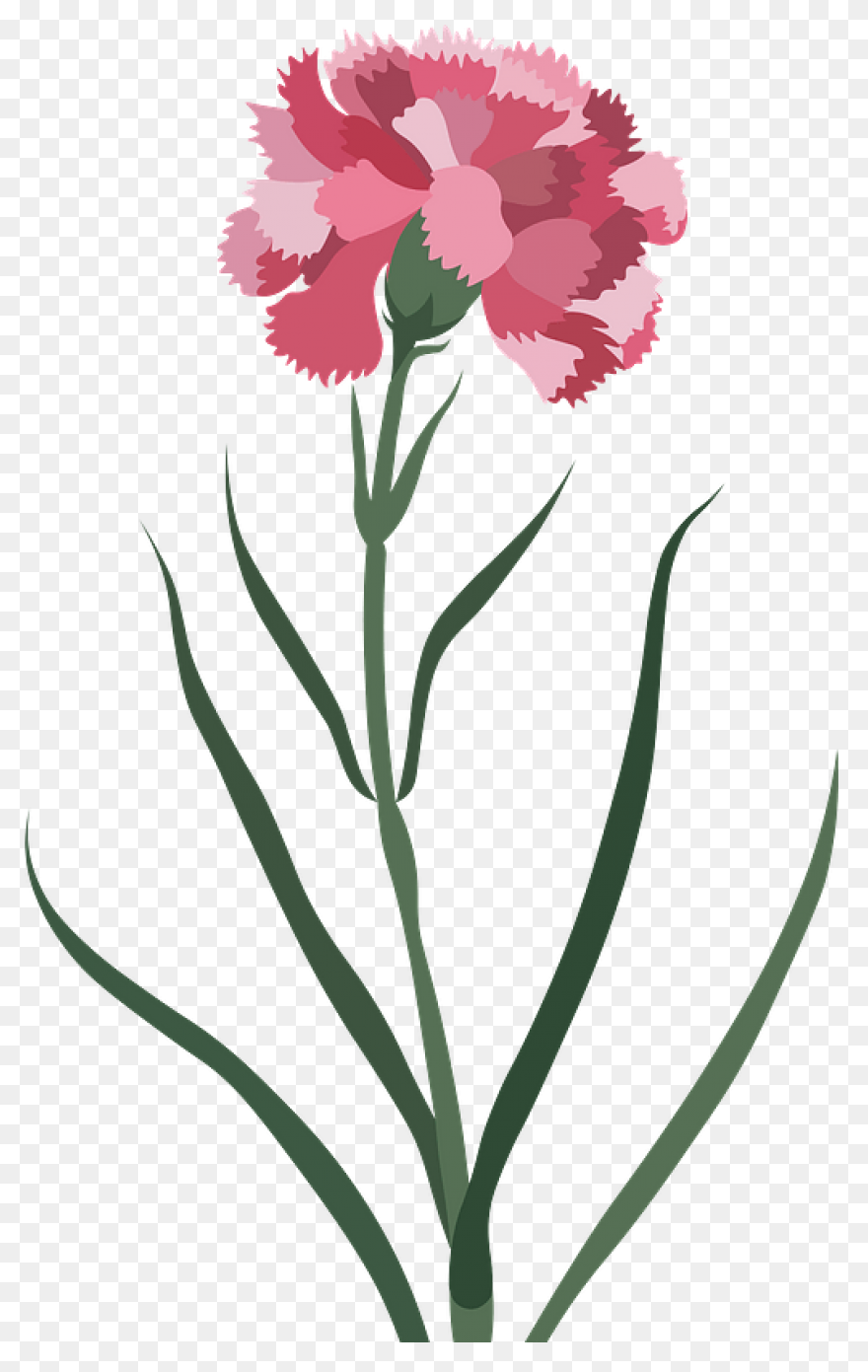 Carnation Flower Clipart. Free Download - Carnation
