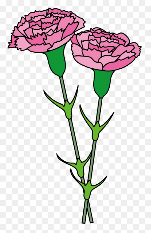 Carnation Flower Clipart. Free Down
