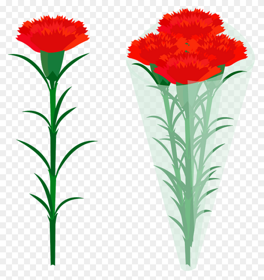 Carnation Flower Clipart. Free Down