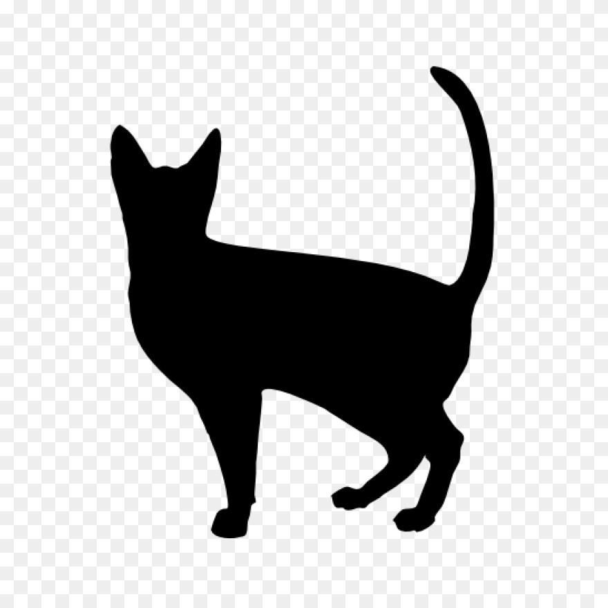 Cat, Chat, Feline, Gato, Kitten, Ki
