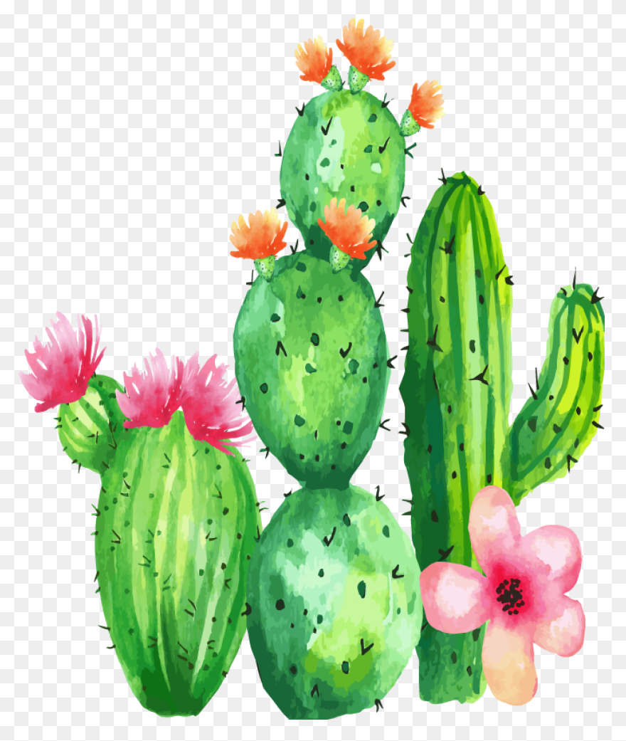 Vector Image Of Cactus | Free PNG-W