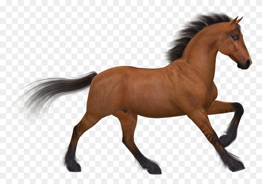 Caballo 2 | Free PNG-WebP