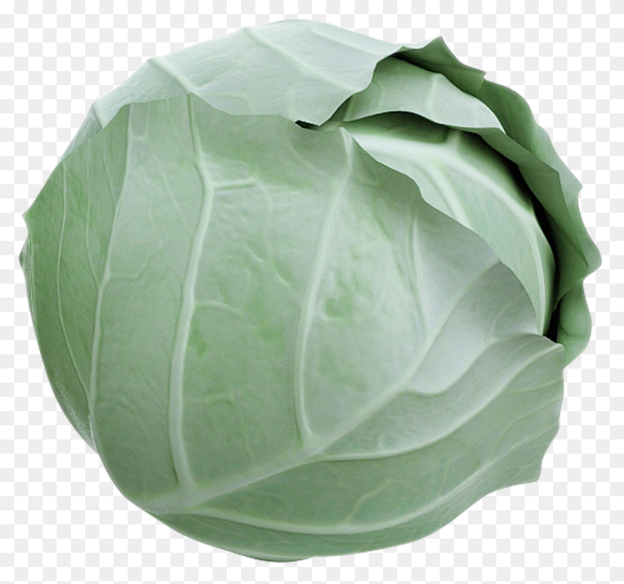 Cabbage Clipart | Clip Art, Free Cl