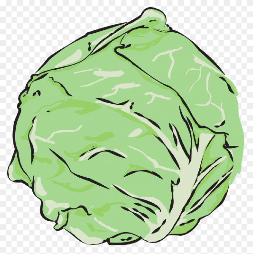 Cabbage Clipart | Clip Art, Free Cl