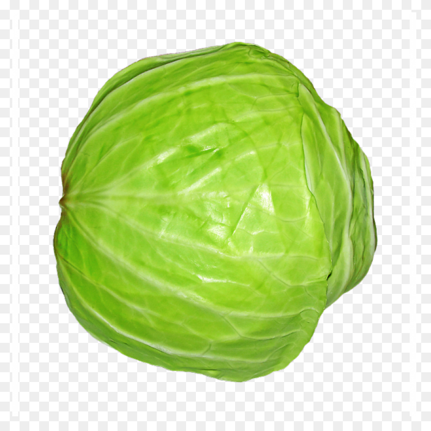 Cabbage Clipart | Clip Art, Free Cl