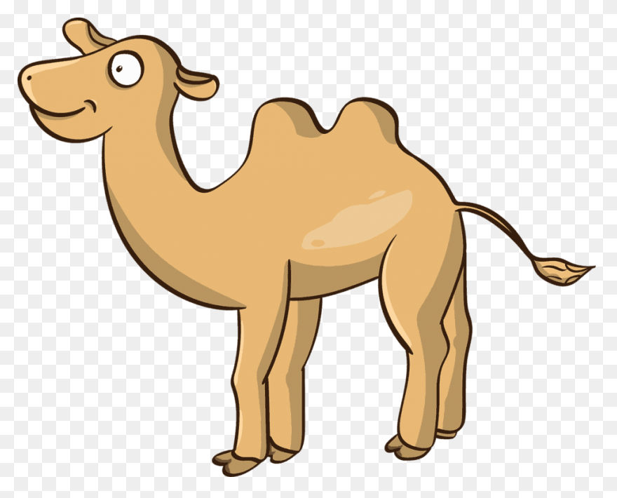 Alice The Camel: Lessons And - Camel
