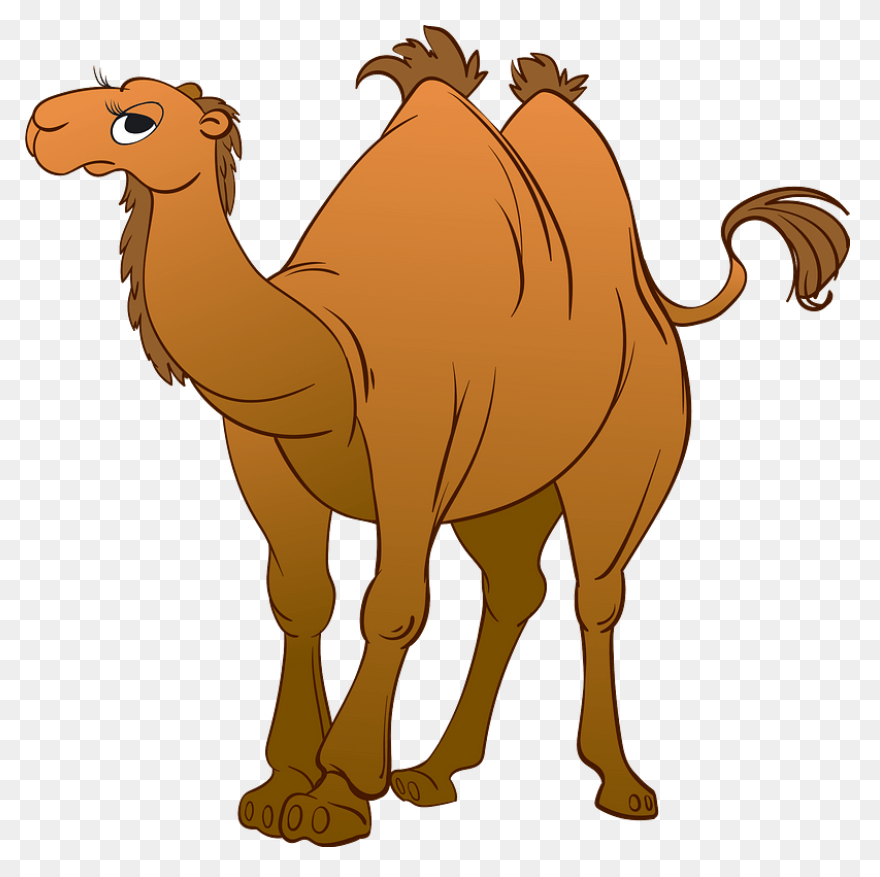 Alice The Camel: Lessons And Activi