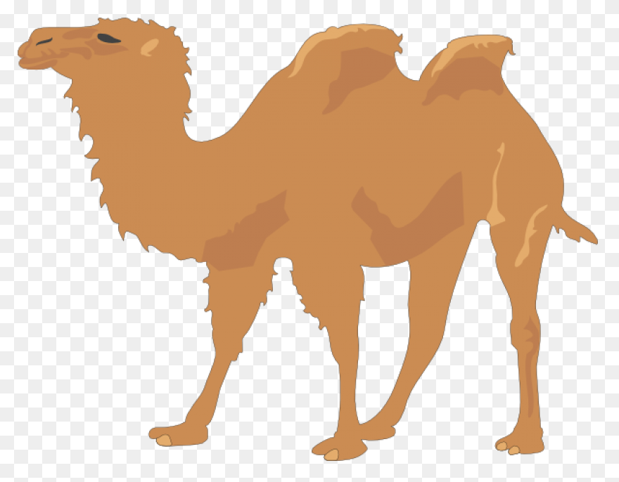 Camel Clipart At .com Vector - Camel