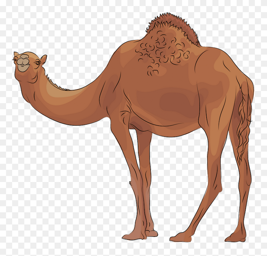 Alice The Camel: Lessons And Activi