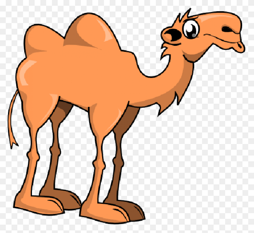 Alice The Camel: Lessons And Activi