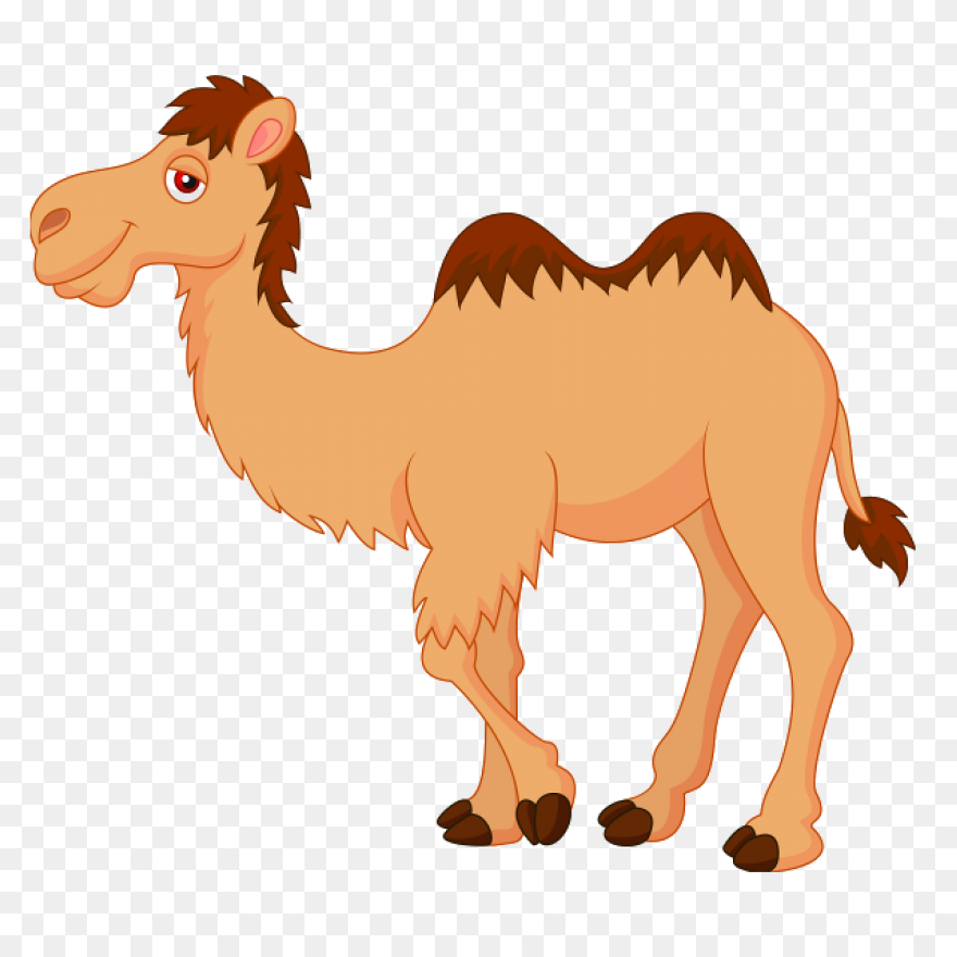 Alice The Camel: Lessons And Activi