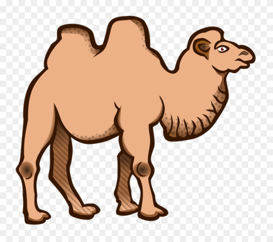 Alice The Camel: Lessons And Activi