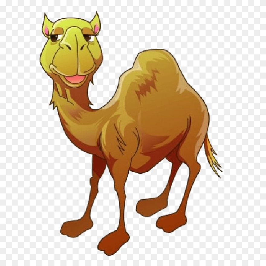 Alice The Camel: Lessons And Activi