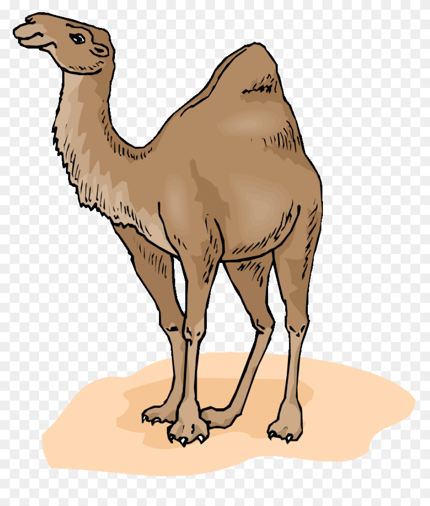 Alice The Camel: Lessons And Activi