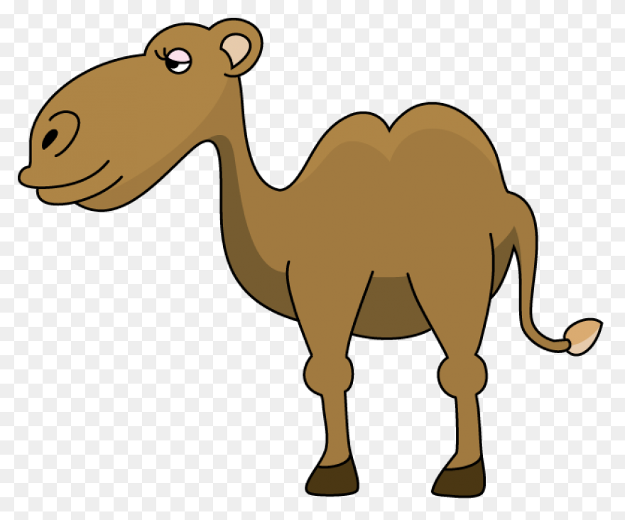 Alice The Camel: Lessons And Activi