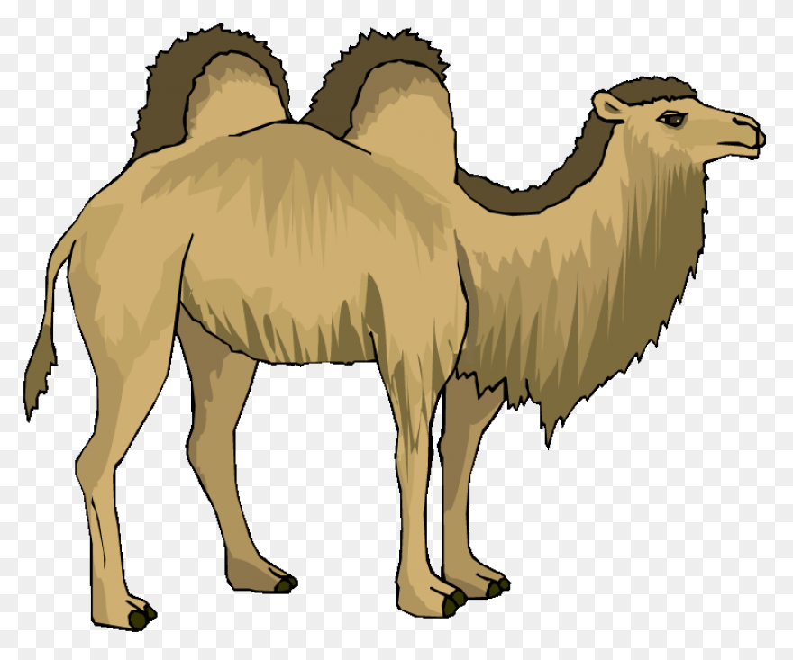 Alice The Camel: Lessons And Activi