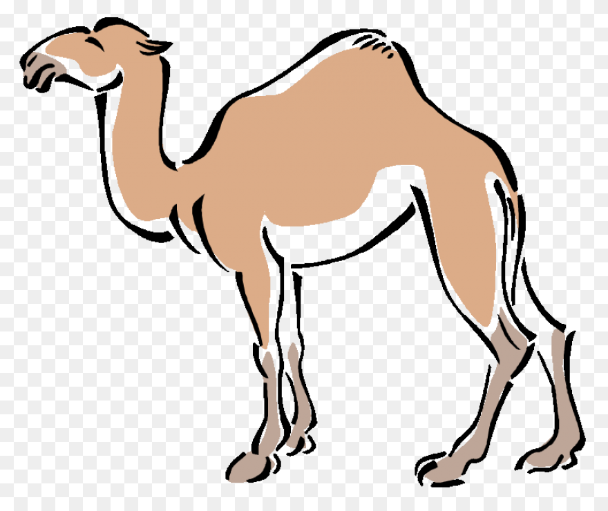 Alice The Camel: Lessons And Activi