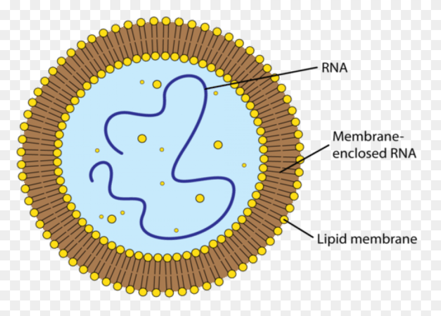 Formation Of First Cells | - Cells