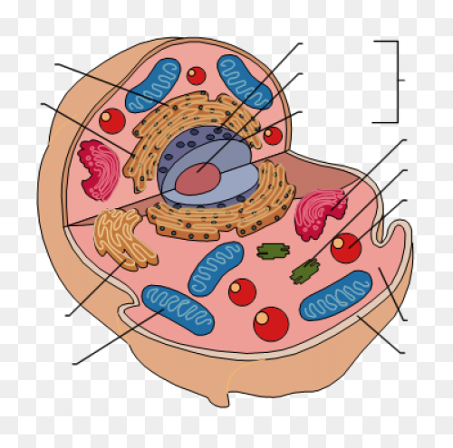 Free Cell Cliparts, Download Free C