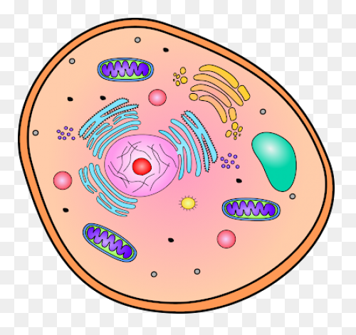Free Cell Cliparts, Download Free C