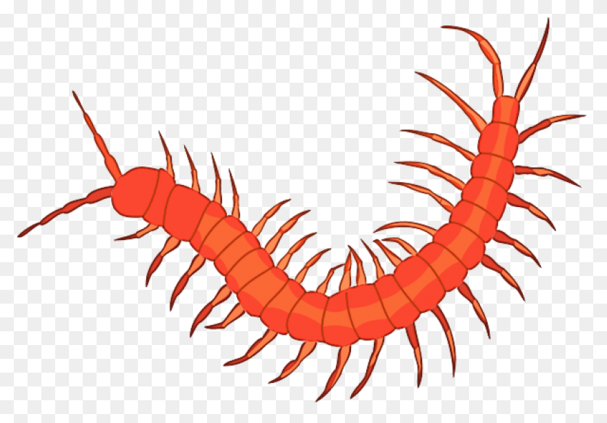 Centipede Clipart Clipart Suggest - Centipede