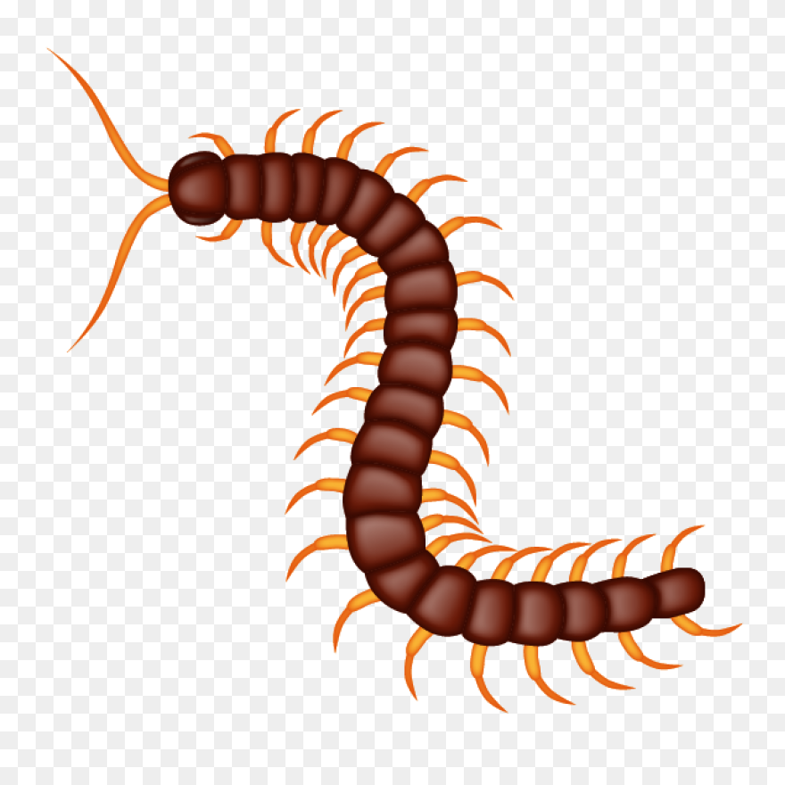 ® – The Official Brand - Centipede