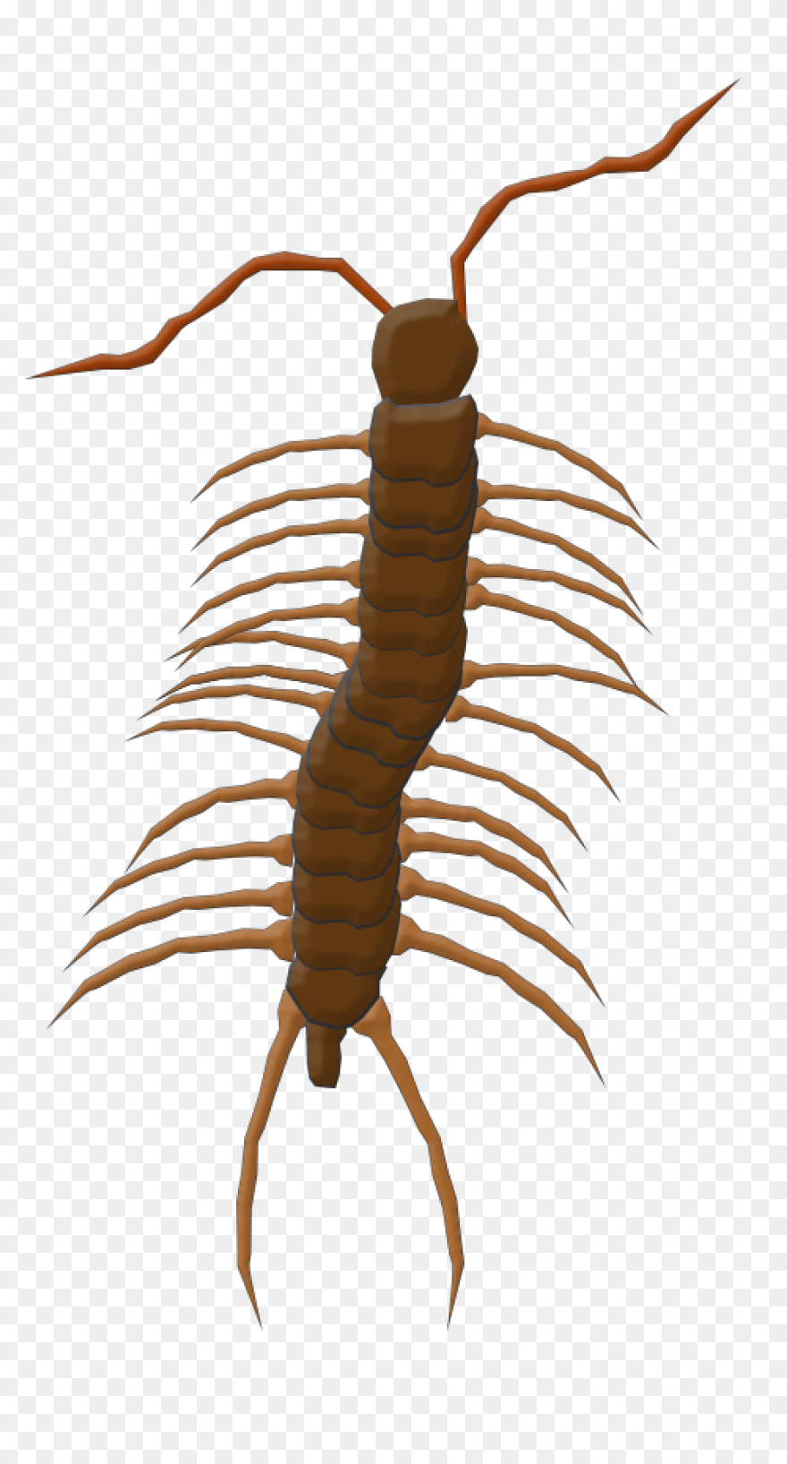 Illinois Natural History Survey :: - Centipede