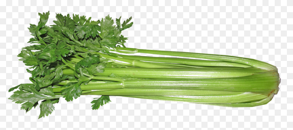 Celery Vegetable Flat #ad , #paid, 