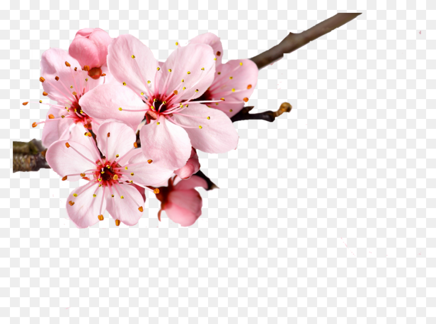 Vector Cherry Blossom In Spring, Ch