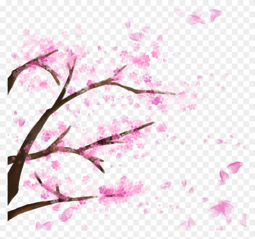 Blooming Cherry Tree Cherry Blossom，sakura - Cherry Blossom Tree