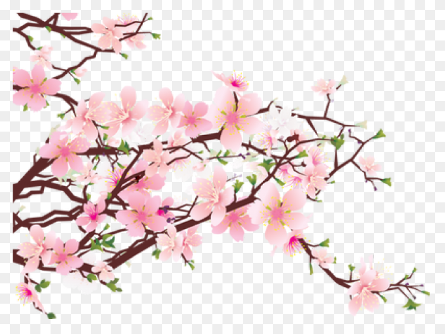 Blooming Cherry Tree, Cherry Blosso
