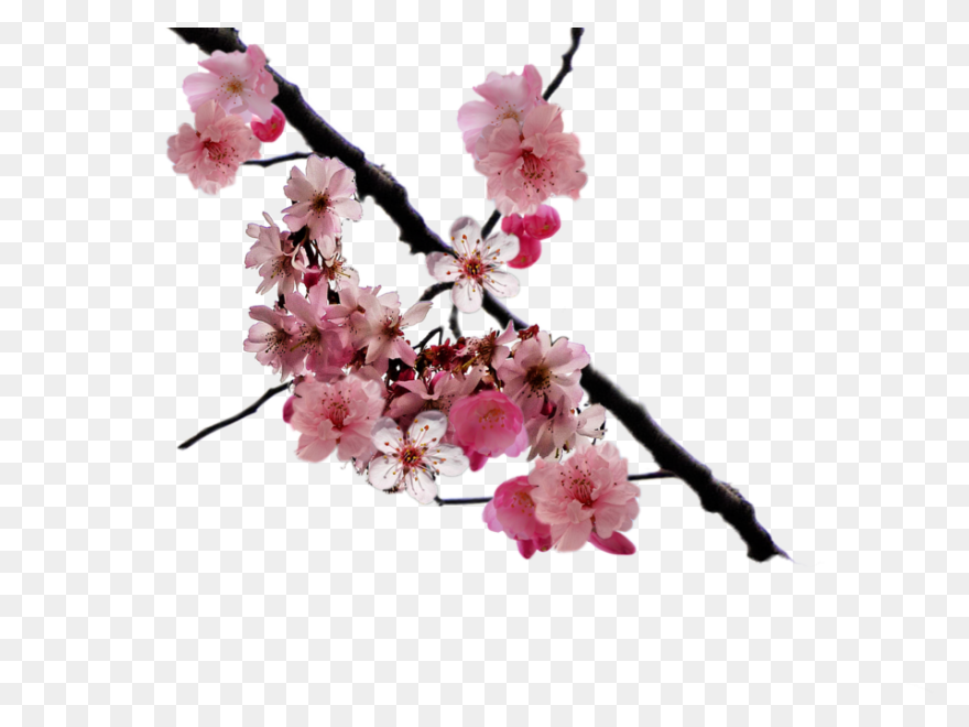 Blooming Cherry Tree, Cherry Blosso