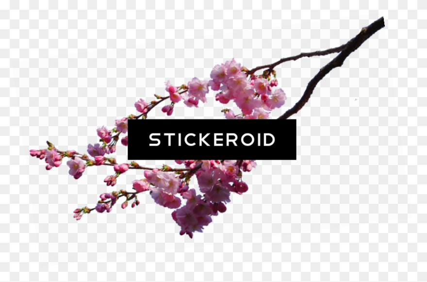 Web Development | Cherry Blossom Cl