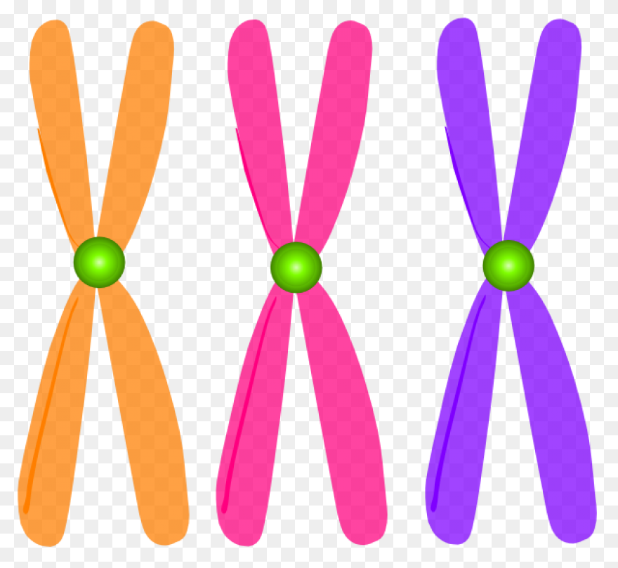 Edupic Cell Drawings Chromatid - Ea