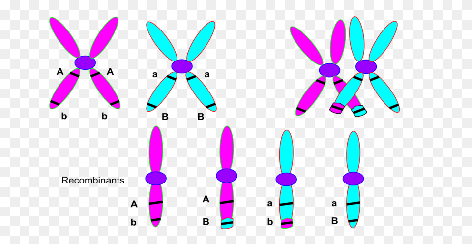 Edupic Cell Drawings Chromatid - Ea