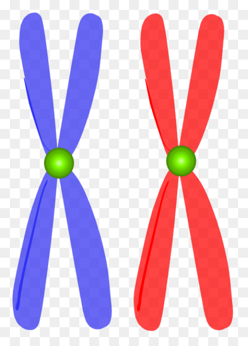 Edupic Cell Drawings Chromatid - Ea