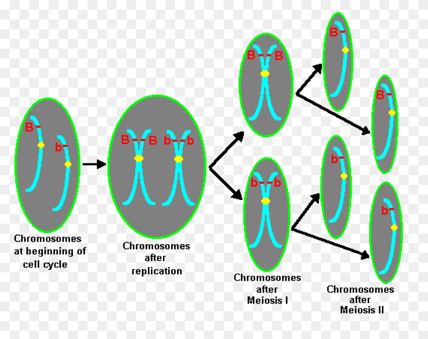 Edupic Cell Drawings Chromatid - Ea