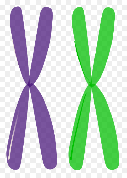 13+ Chromosome - View: Picture Download Homologous Chromosomes