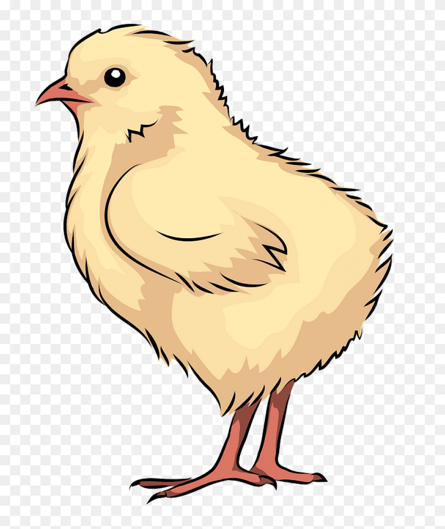 Chick | Owo Bot Wiki | ClipartFlare