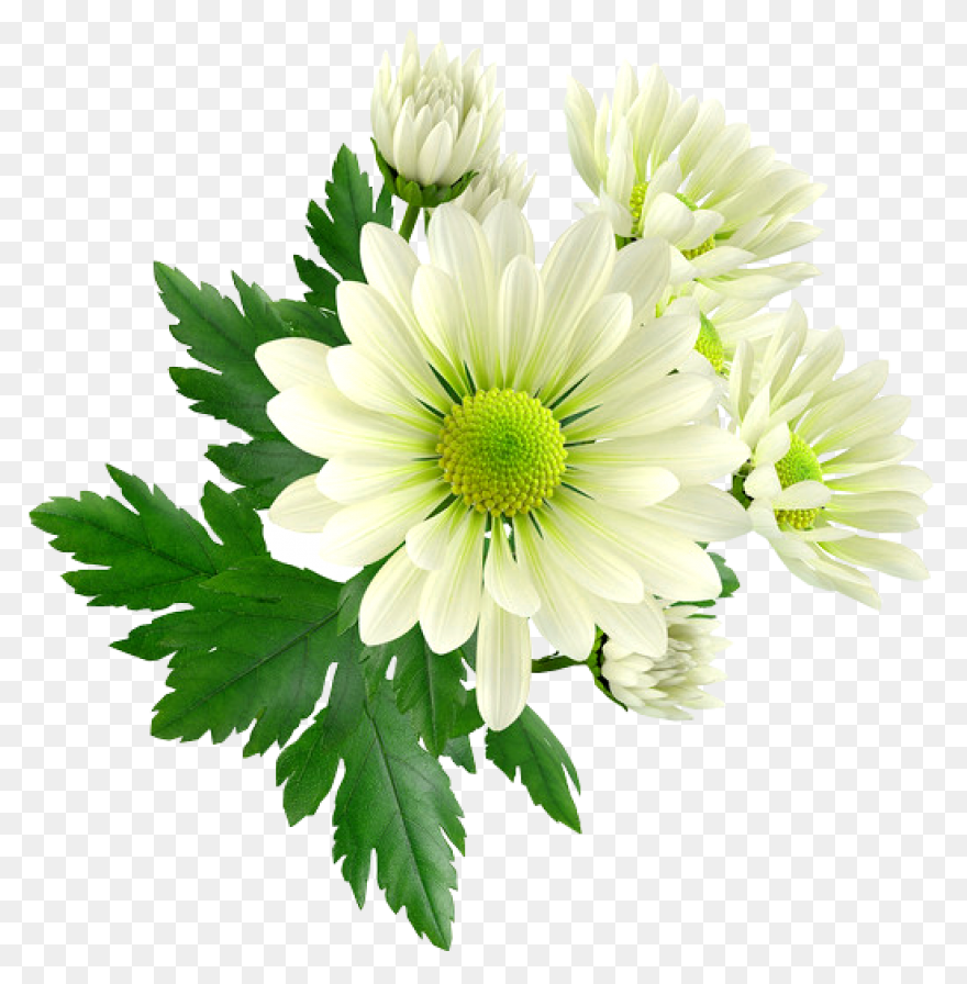 Vector Chrysanthemum Clipart - Full