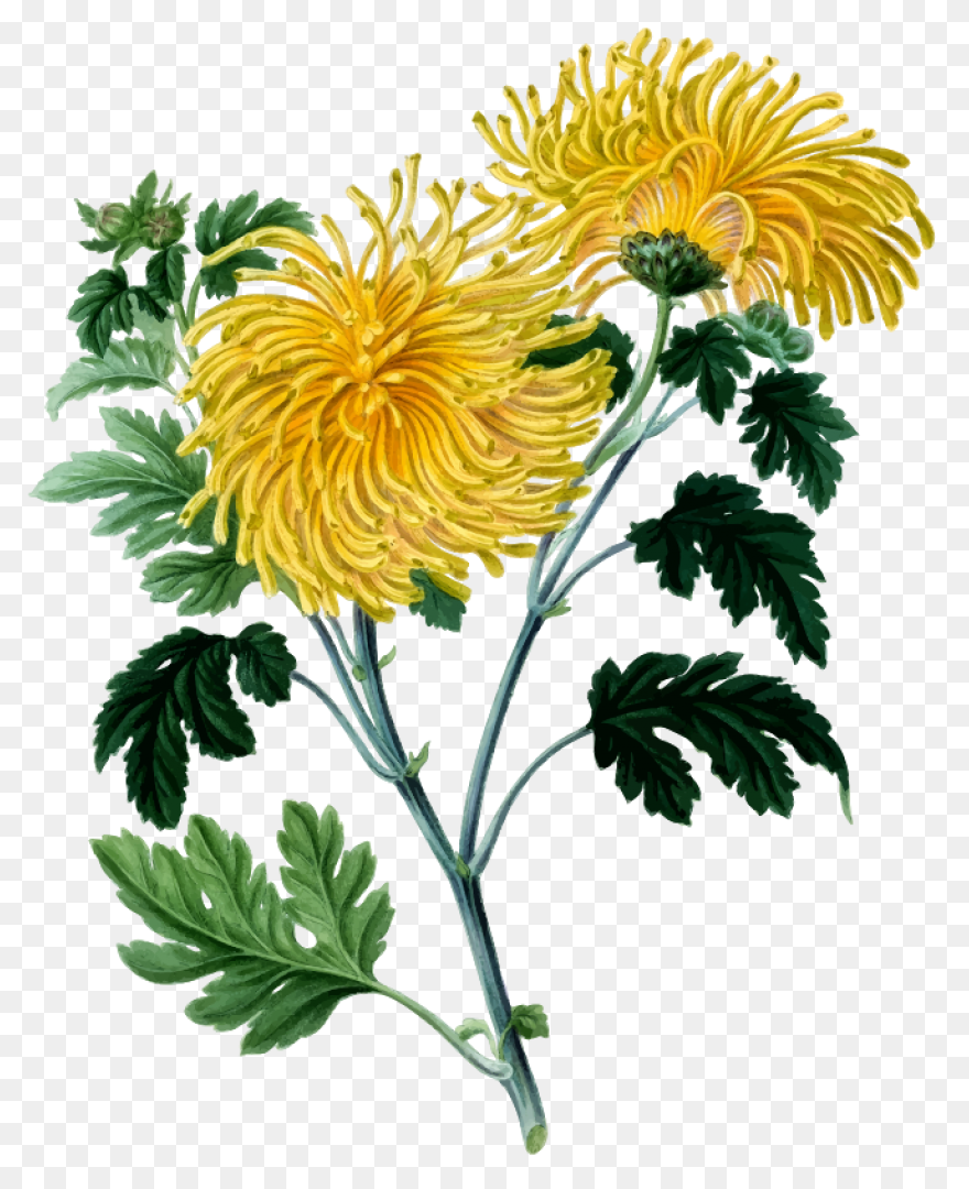 Vector Chrysanthemum Clipart - Full